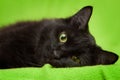 Black cat with green eyes relaxing on blanket