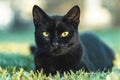 Black cat with green eyes resting on a grass Royalty Free Stock Photo