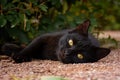 Black cat green grass. Amazing portrait, street fluffy cat Royalty Free Stock Photo