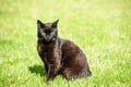 black cat on green grass