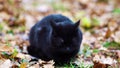 Black cat burping in autumn park