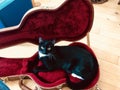 Black Cat in Guitar Case