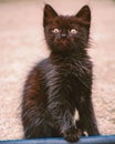 Black cat hackles up while looking straight front - a vertical view of a nervous kitty Royalty Free Stock Photo