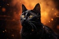 Black Cat halloween background Royalty Free Stock Photo