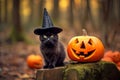 Black cat with Halloween witch costume hat and carved pumpkin in forest Royalty Free Stock Photo
