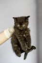 Black cat in the hands of a veterinarian. Concept pets, treatment, veterinary clinic Royalty Free Stock Photo