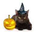 Black Cat in hat for halloween lying with pumpkin. isolated on white background Royalty Free Stock Photo