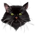 Black Cat Head Royalty Free Stock Photo