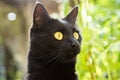 Black cat head, portrait, face with yellow eyes close up Royalty Free Stock Photo