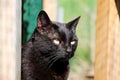 Beautiful black cat head portrait in the garden Royalty Free Stock Photo