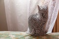 Black cat hidden behind a translucent white curtain