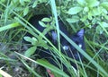 Black cat hide between the glass - gato negro escondido hierba Royalty Free Stock Photo