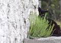 Black cat hidind