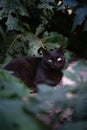 black cat hiding in the grass