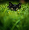 Black cat hiding in grass, sharp green eyes visible Royalty Free Stock Photo