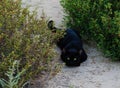 Black cat hiding in the green grass Royalty Free Stock Photo