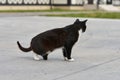 A black cat without a hind paw is walking down the street Royalty Free Stock Photo