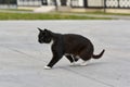 A black cat without a hind paw is walking down the street Royalty Free Stock Photo