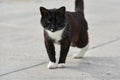 A black cat without a hind paw is walking down the street Royalty Free Stock Photo