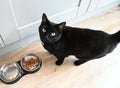 Black cat by his feeding bowls. Royalty Free Stock Photo