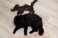 Black cat and his wool lying on the floor. Grooming pets at home. Removal of excess hairs in summer to improve the well-being of