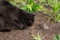 Black cat hunt and catches mouse