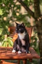 Black cat is hunting in the garden Royalty Free Stock Photo