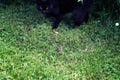 Black cat hunting a little field mouse Royalty Free Stock Photo