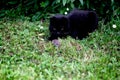 Black cat hunting a little field mouse