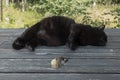 black cat after hunting rests with a trophy on a dark wooden terrace, the hunter lies next to the dead victim, a small bird Warble