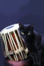 Black cat and Indian tabla drums on a black background