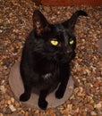 Black Cat Royalty Free Stock Photo