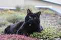 Black cat with intense look Royalty Free Stock Photo