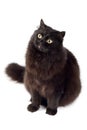 Black cat isolated Royalty Free Stock Photo