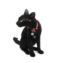 Black cat isolated on a white background Royalty Free Stock Photo