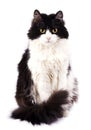 Black Cat isolated on white Royalty Free Stock Photo