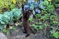 a black cat on its hind legs jumps against the background of a cabbage patch