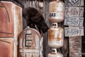 Black Cat Jumping from a Rusty Old Mailbox