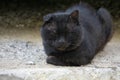 Black cat just falling asleep, with one open eye Royalty Free Stock Photo