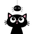 Black cat kitten face head silhouette looking up to hanging spider. Cute cartoon funny character. Kawaii baby animal. Pet sticker