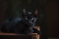 Black Cat Royalty Free Stock Photo