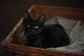 Black Cat Royalty Free Stock Photo