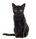 Black cat kitten looking at the camera Royalty Free Stock Photo