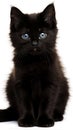 Black cat kitten looking at the camera, isolated on white Royalty Free Stock Photo