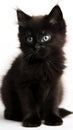 Black cat kitten looking at the camera, isolated on white Royalty Free Stock Photo