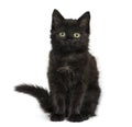 Black cat kitten sitting and looking at the camera, isolated on Royalty Free Stock Photo