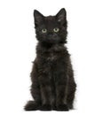 Black cat kitten sitting and looking at the camera, isolated on Royalty Free Stock Photo