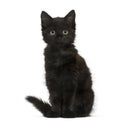 Black cat kitten sitting and looking at the camera, isolated on Royalty Free Stock Photo