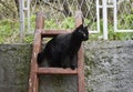 A black cat on a ladder in the garden Royalty Free Stock Photo