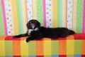 Black cat laying on colored back of sofa and yawning. Domectic animal has a rest